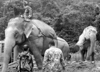 Oldest captive elephant in Malaysia dies