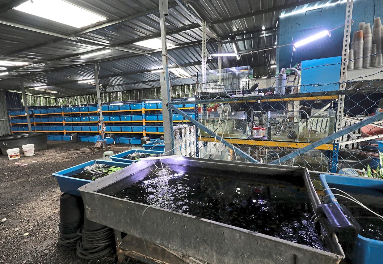 Drawn to fighting fish’s charm | The Star