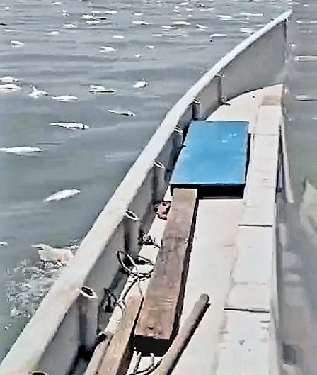 Screen grab of an old video footage believed to be taken in 2019 of dead fish from a floating fish farm at sea.