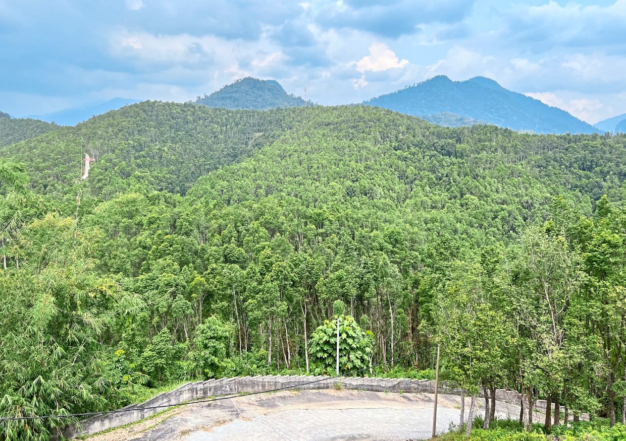 The plantation has over 200,000 gaharu trees today. — Photos: GISELE SOO/The Star