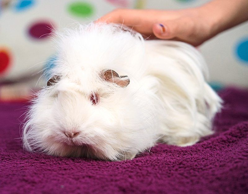 Guinea pigs generally don't like physical contact very much, and yet are still mostly bought for children who want to pet them. 