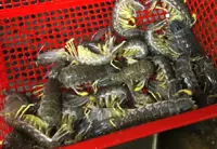 Penang govt to meet with fisheries board on Kuala Juru shrimp farm project, says exco member