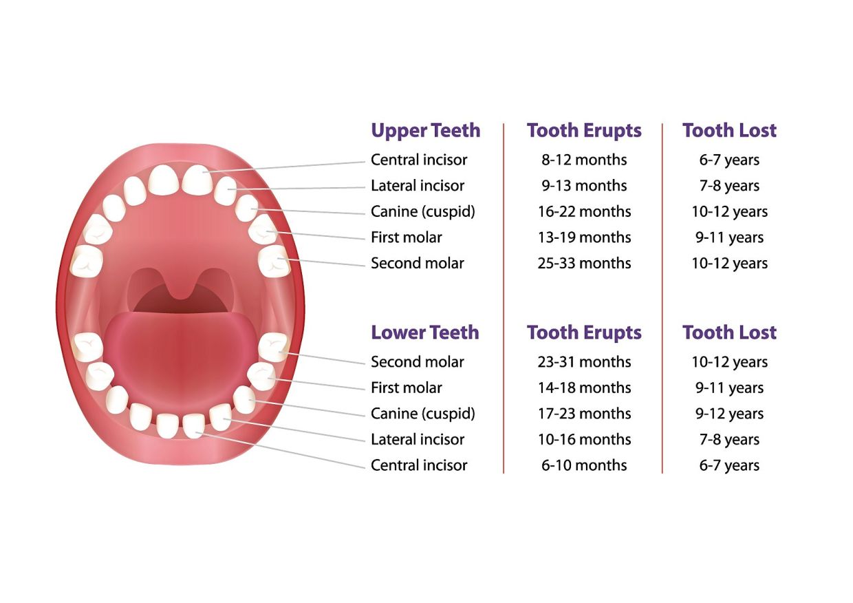 The timeline for the development of baby teeth.