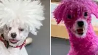 Hot pink pooch: Video guide of man’s hilarious fail in copying China’s dragon fruit dog dye craze amuses mainland social media