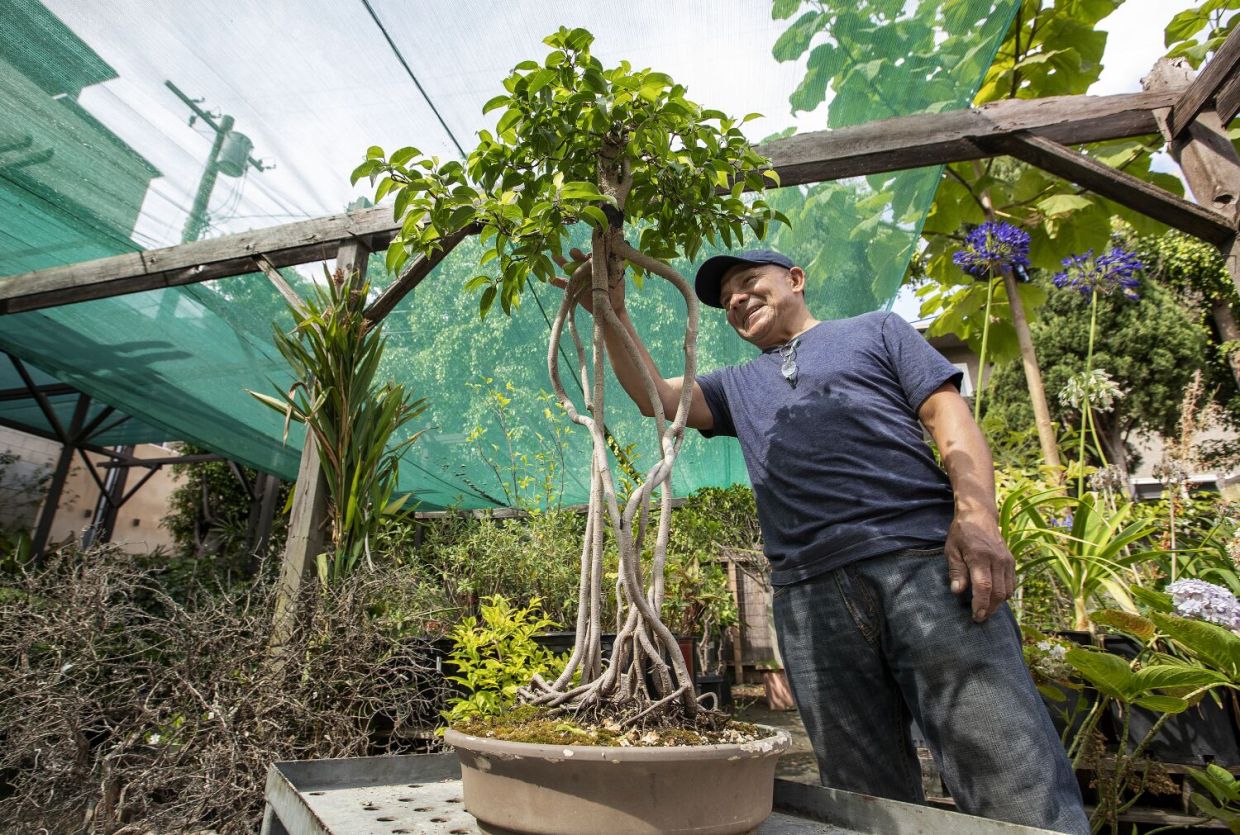 Meet the cook caring for a historic bonsai collection - Vimarsana News