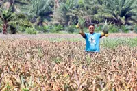 Following call of his heart to grow pineapples