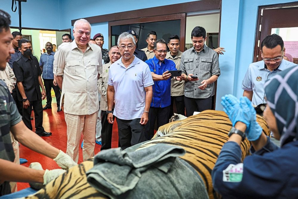 Royal check: Yang di-Pertuan Agong Al-Sultan Abdullah Ri’ayatuddin Al-Mustafa Billah Shah and Perak Ruler Sultan Nazrin Muizzuddin Shah looking at a Malayan tiger being treatedat the National Wildlife Rescue Centre in Sungkai, Perak. There are innovative plans to stem the decline of such tigers. - Photo: Bernama