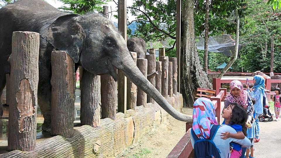 Cycle to Pahang's elephant sanctuary for an adventure with jumbo