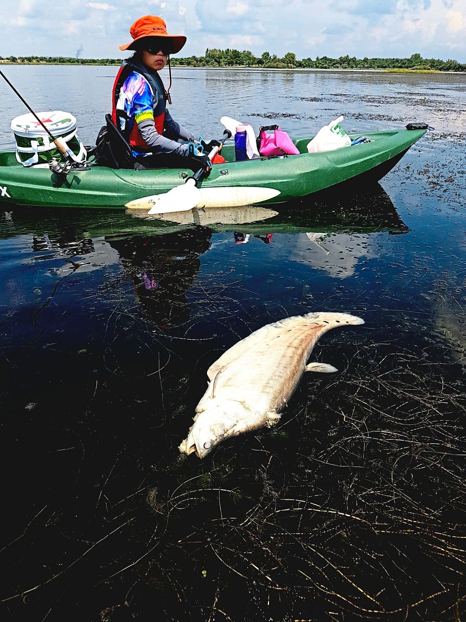 A large dead spotted featherback fish. Never get too close  to animal carcasses floating on the water to avoid exposing yourself to nasty bacteria.