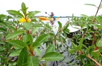 Unseen danger in the water: Be wary of water-borne diseases while adventuring