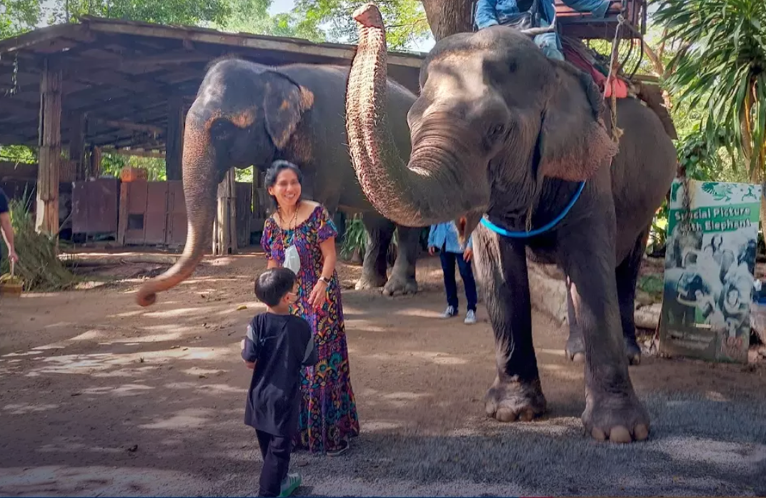 Klook launches policy against animal attractions to prevent cruelty - Vimarsana News