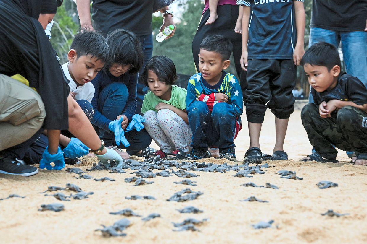 Save Rhe Baby Turtles Baby turtles make a splash at sanctuary | The Star