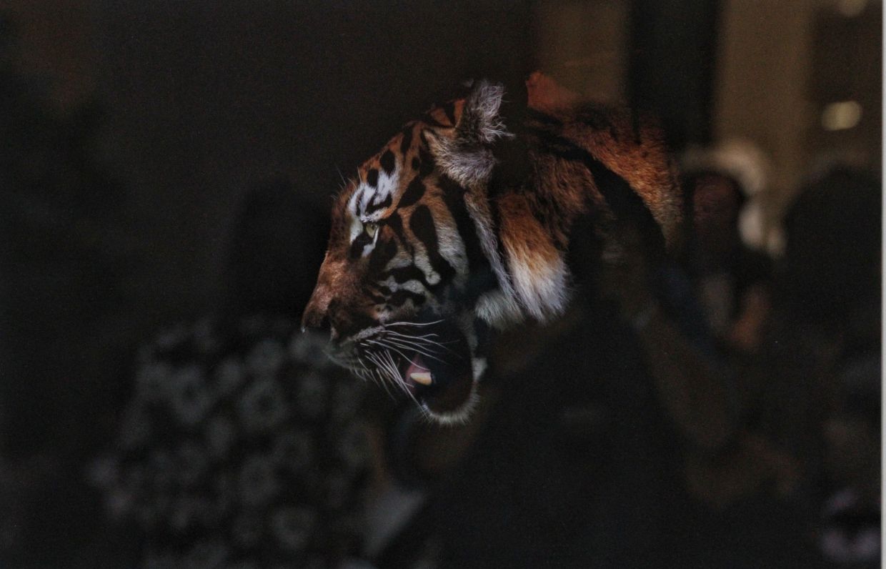 A view of one of Sanjitpaal Singh's tiger photography works from his 'Coming Into The Light' series, which is currently showing at the 'Eye On The Tiger’ exhibition in Kuala Lumpur. Photo: The Star/Muhamad Shahril Rosli