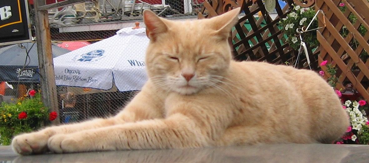 QuickCheck: Can an animal be elected into office? - Vimarsana News