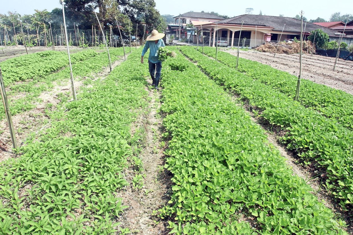 Veggie, flower supply from Cameron Highlands stable - Vimarsana News