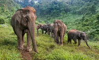 Elephant conservation ongoing priority for WWF-Laos following devastating deaths