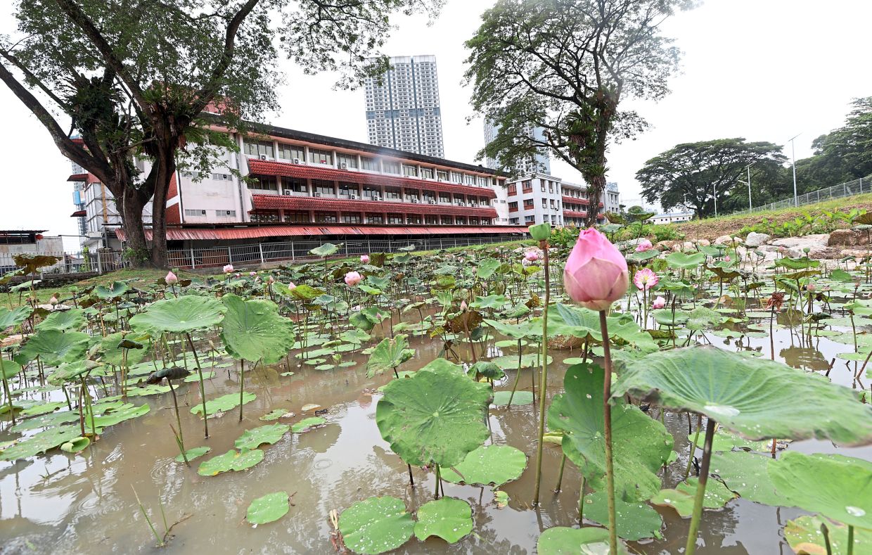 The lotus pond built as a recreational area for students and residents.