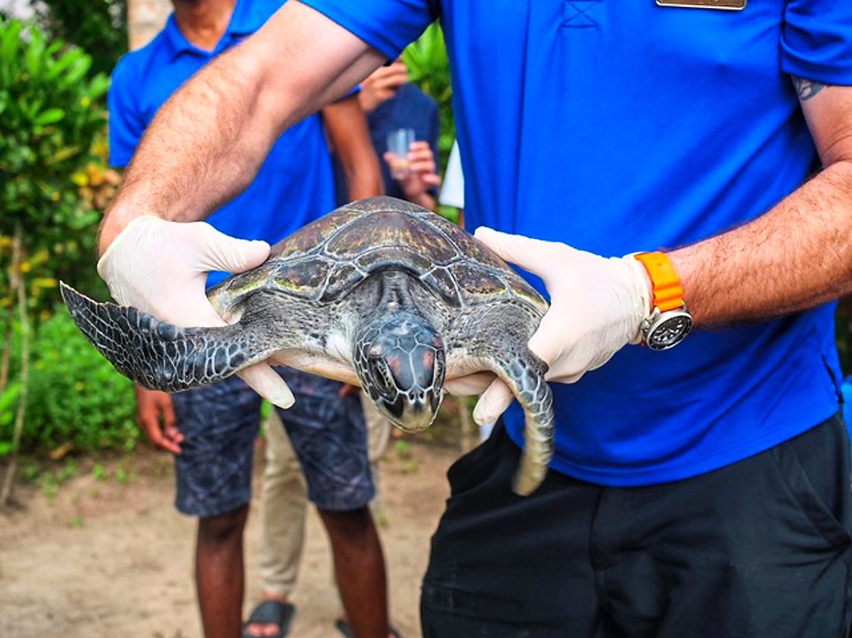 This injured Green Turtle in Sabah was finally able to go 'home' - Vimarsana News
