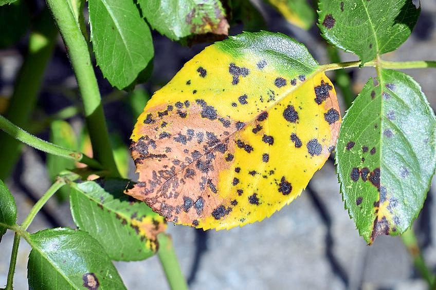 Leaves with brown or black spots can signify fungal or bacterial infections, or pest presence. 