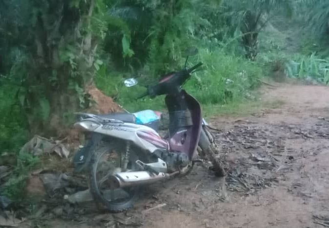 Tiger mauls Orang Asli man to death in Pos Pasik - Vimarsana News