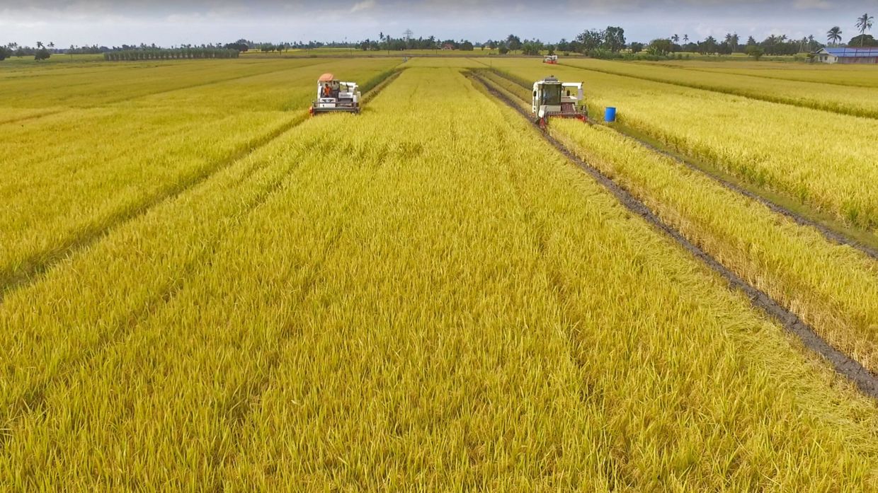 Higher-yield padi farmers worry about impact of wet weather - Vimarsana News