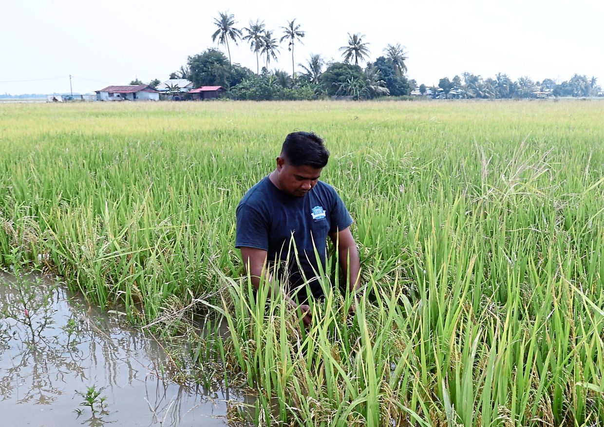 Crop crunch: Rice farmer Muhamad Syafiq Afandy Muhamad Sofi inspecting his padi after a flood in Kedah. Extreme weather events have threatened rice production in many countries including Malaysia. — Bernama