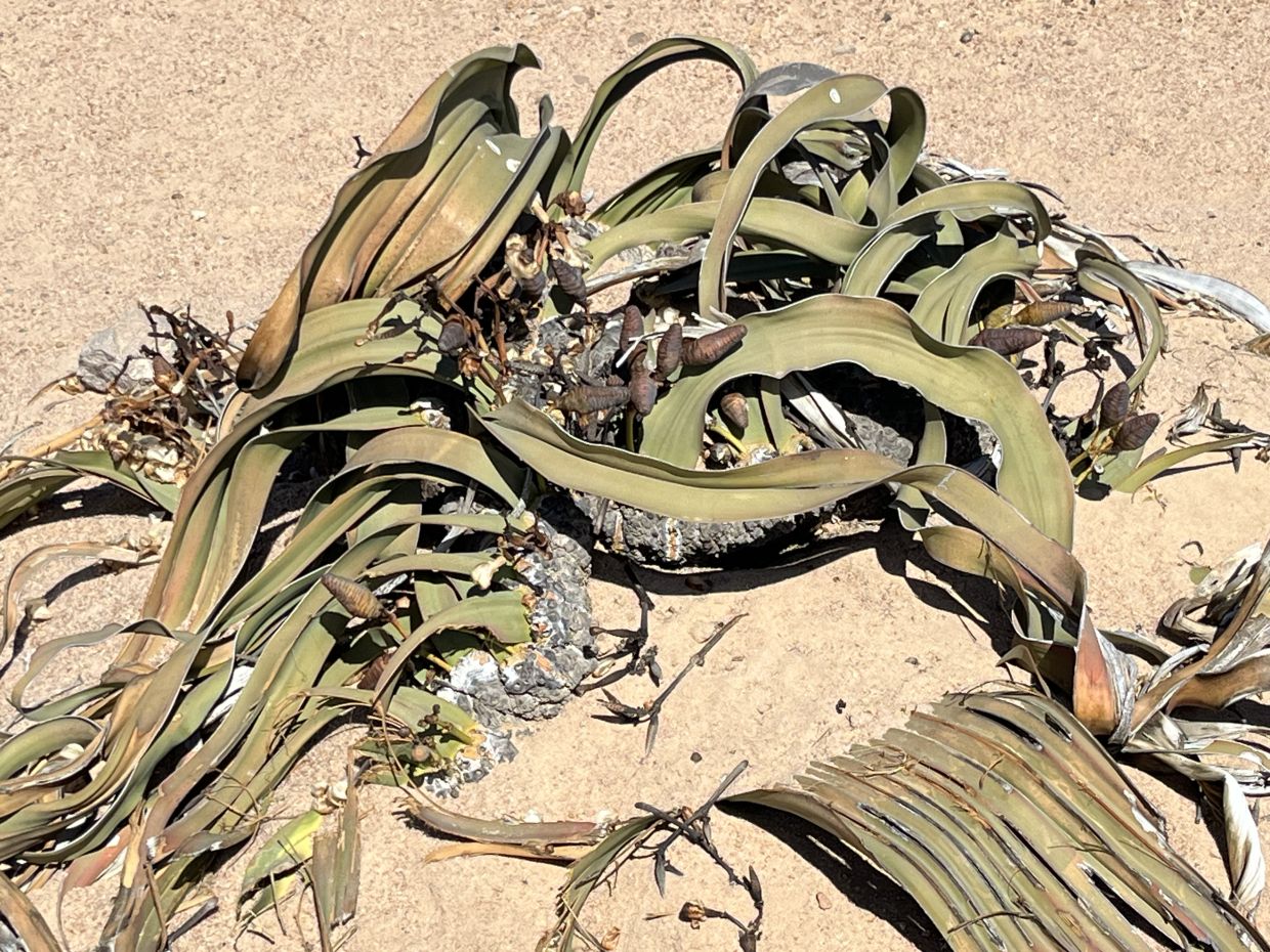 The unique Welwitschia mirabilis plant.