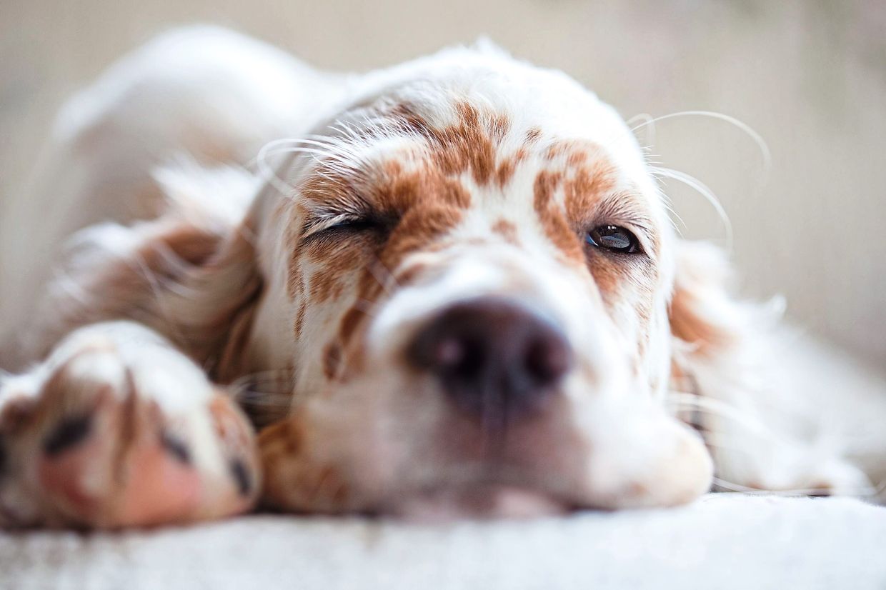 A dog may be sleeping but its brain is still working away - Vimarsana News