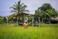 Threats to national food security likely as El Nino returns, say experts