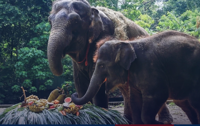 Two Thai elephants born through artificial insemination celebrated