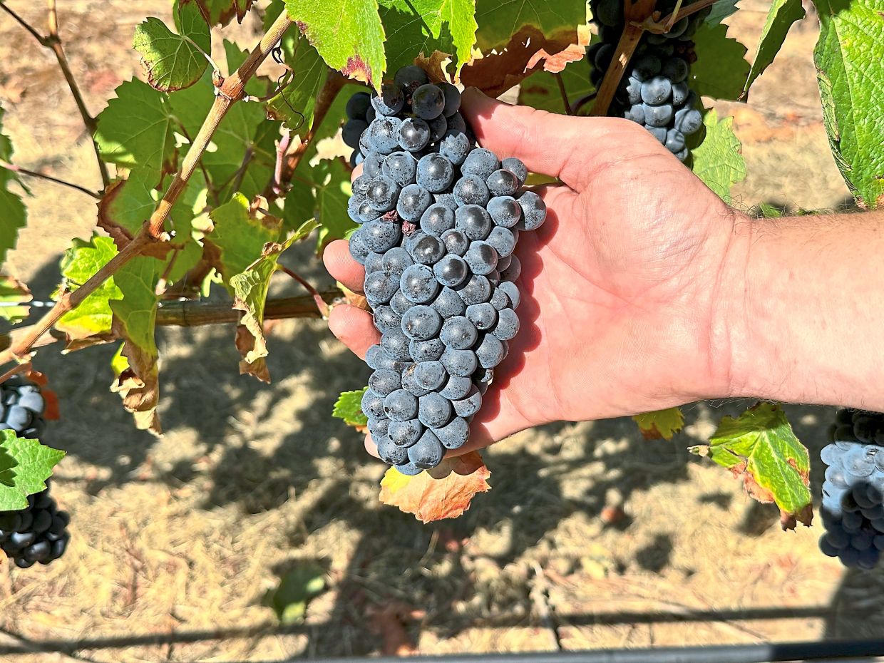 Pinot noir grapes at the university’s vineyard. — AP