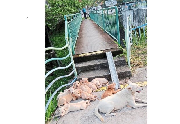 Pet abandonment still a problem - Vimarsana News