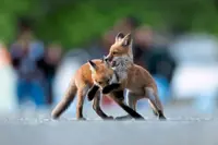 Sharing our cities with animals