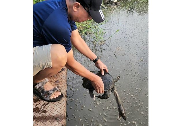 The freshwater turtle, stretching its neck fully, desperate to go free in Sungai Nipah, Balik Pulau, Penang.