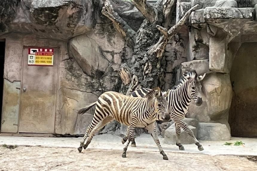 Having already lost parents, Seoul’s famed runaway zebra now loses his ...