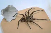 One of the world's deadliest spiders may hold the secret to treat erectile dysfunction