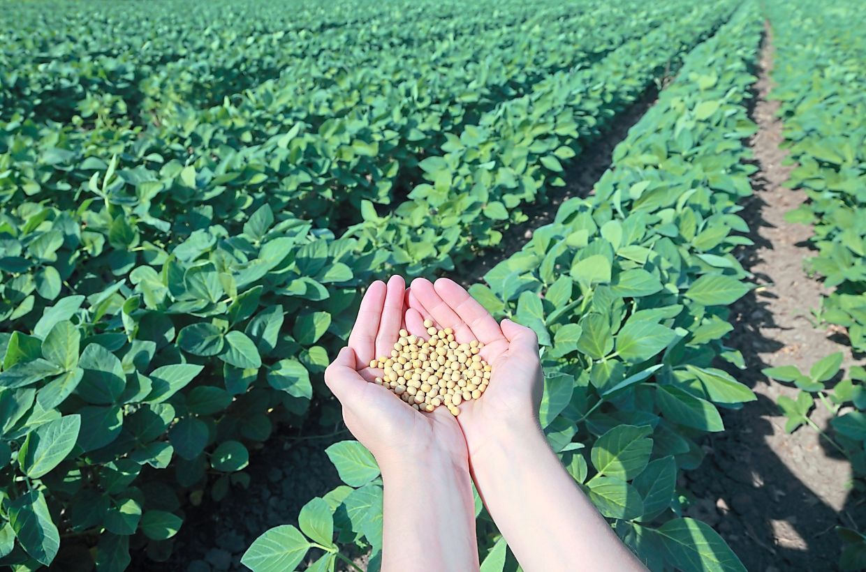 Soy does not increase breast cancer risk The Star