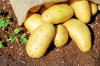 Curious Cook: What about the RDA?