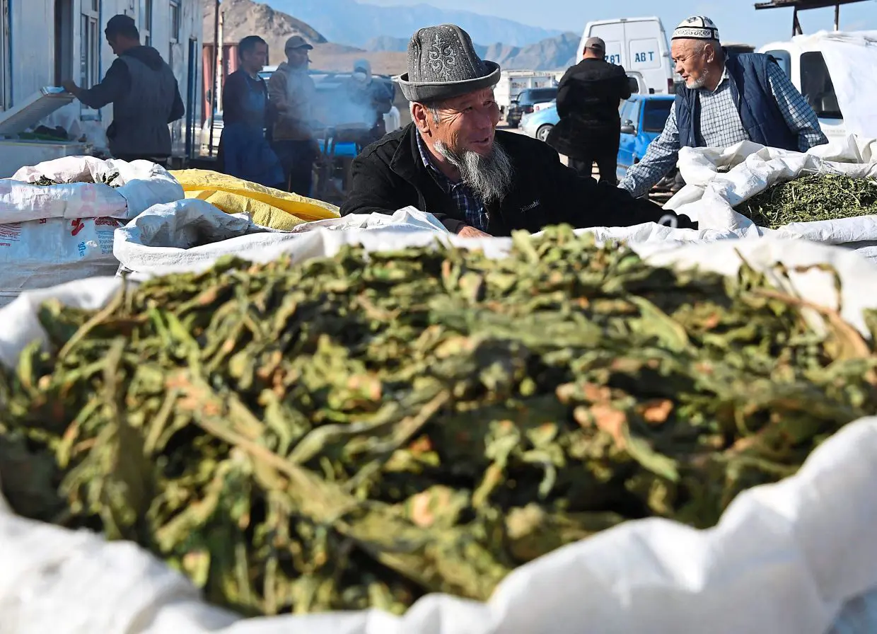 Nasty nasvay poisons Kyrgyzstan