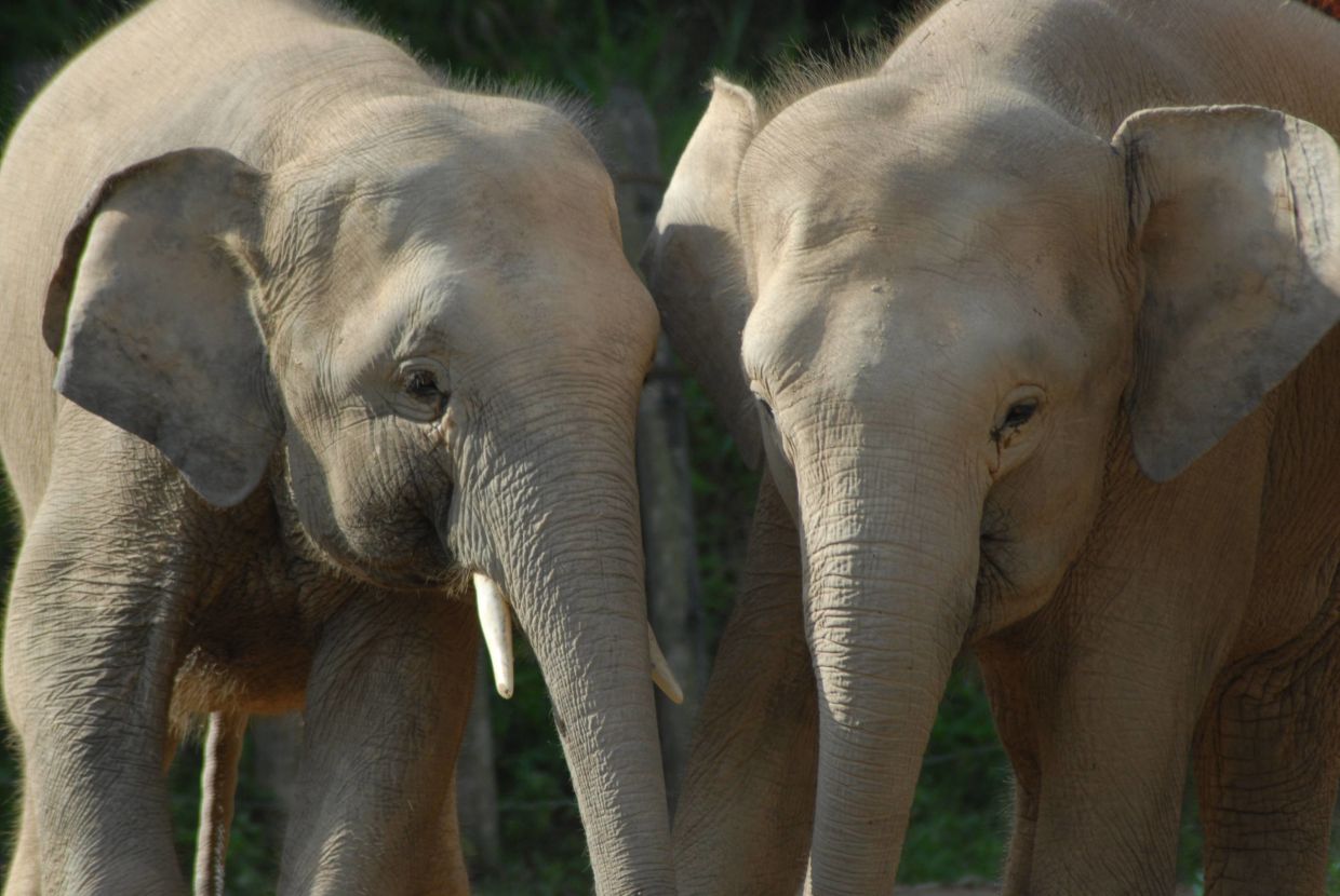 From 2010 to 2020, there have been 314 successful rescue and translocation missions for Bornean elephant adults and calves. Photo credit: Dr Sen Nathan/Sabah Wildlife Department