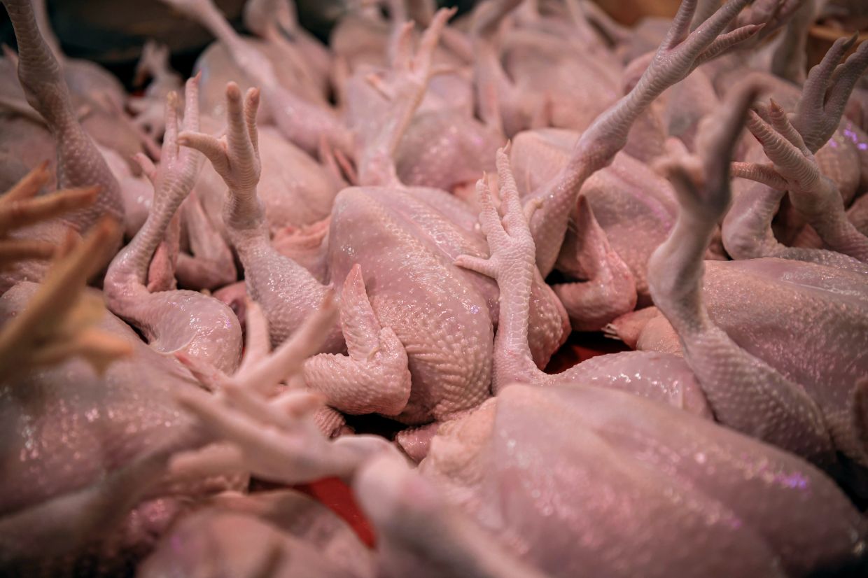Chicken price Highest at RM11 per kg, lowest RM6.49 per kg as at 1pm