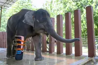 Artificial leg for elephant amputee
