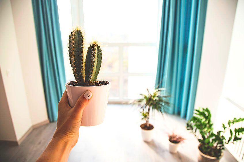 How much light do indoor plants require? The Star