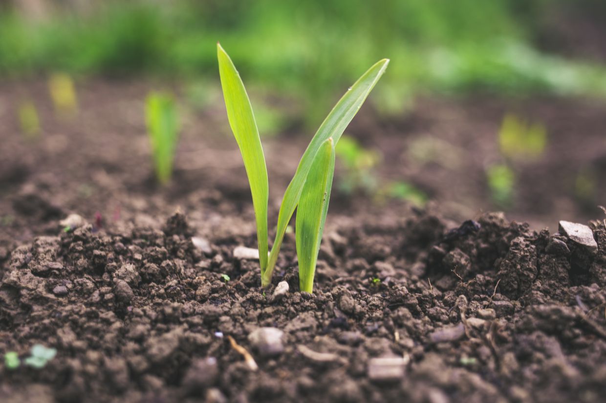 Farming's new frontier: How tech is planting possibilities in the Malaysian agriculture sector - Vimarsana News