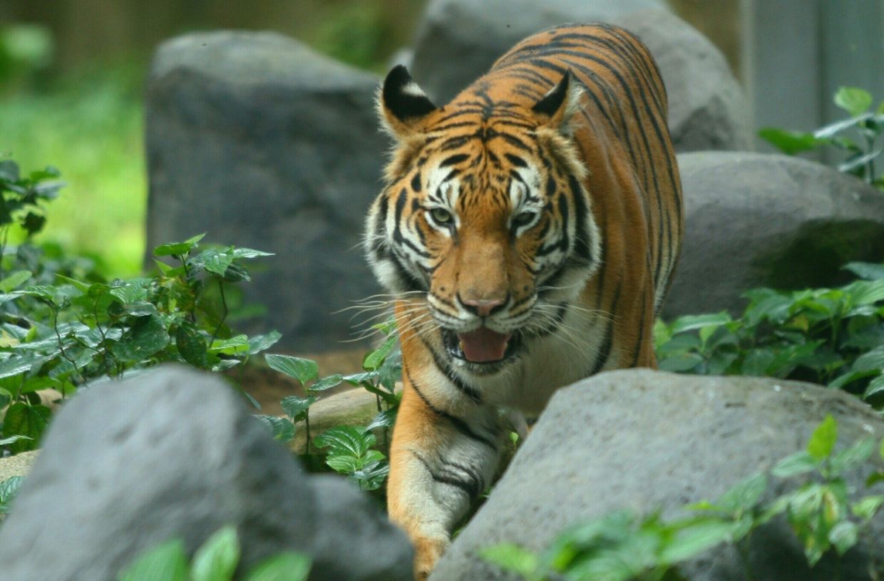 Malayan tiger killed by trailer on highway - Vimarsana News