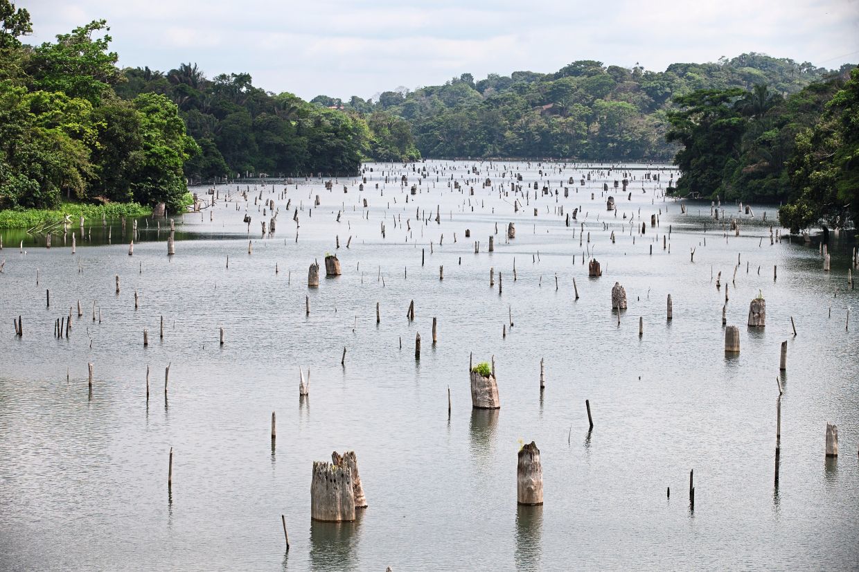 Tree stumps exposed by low water levels at Gatun Lake, which supplies water for the Panama Canal. — ©2023 The New York Times Company