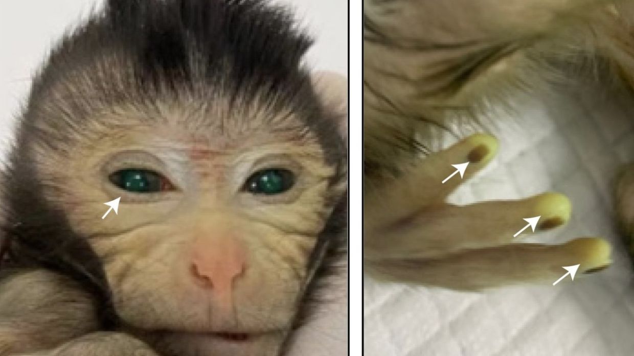 Chinese scientists who produced chimera monkey see chance to fine-tune research into human diseases - Vimarsana News