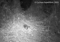 Long-lost mammal rediscovered in remote mountains