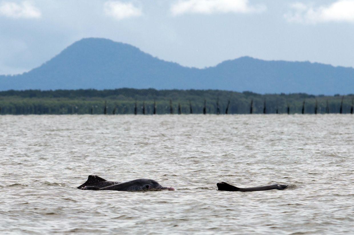 Indo-Pacific Humpbacked Dolphins spotted in the waters of Perak during the research held by Dr Vivian Kuit and her team from Marecet Research Organisation.