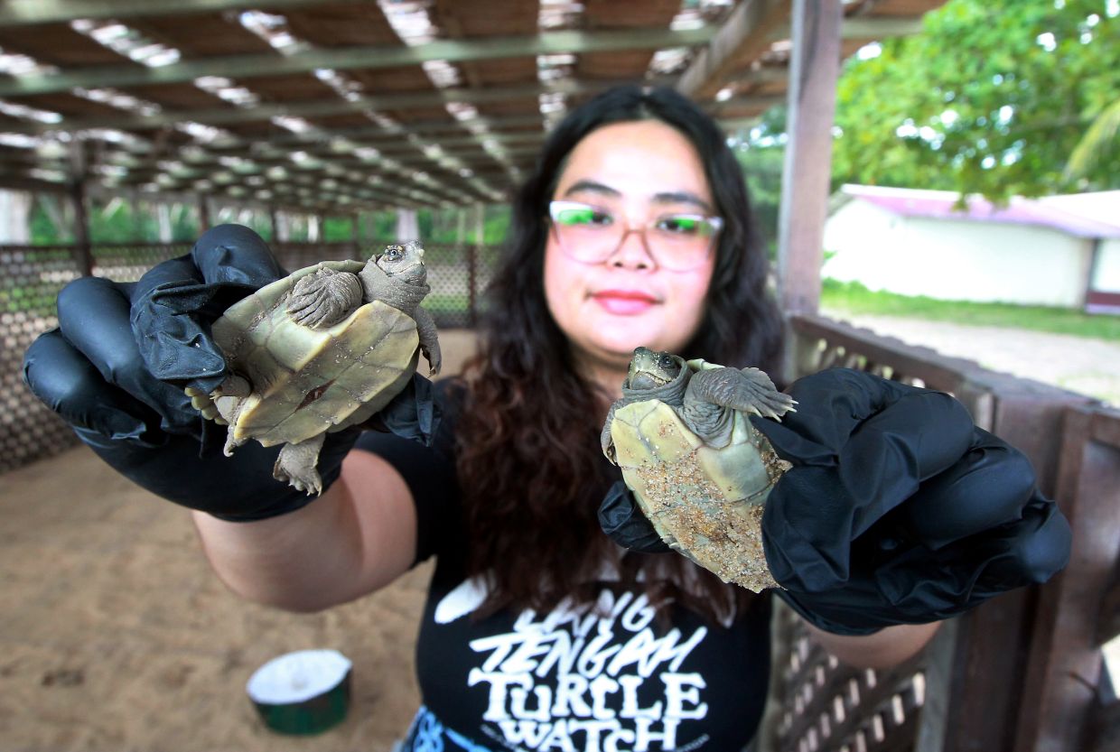 Tanjung Jara turtle conservation project manager Nur Isandra Shazlynn Shamsul Azmil showing two terrapin hatchlings.